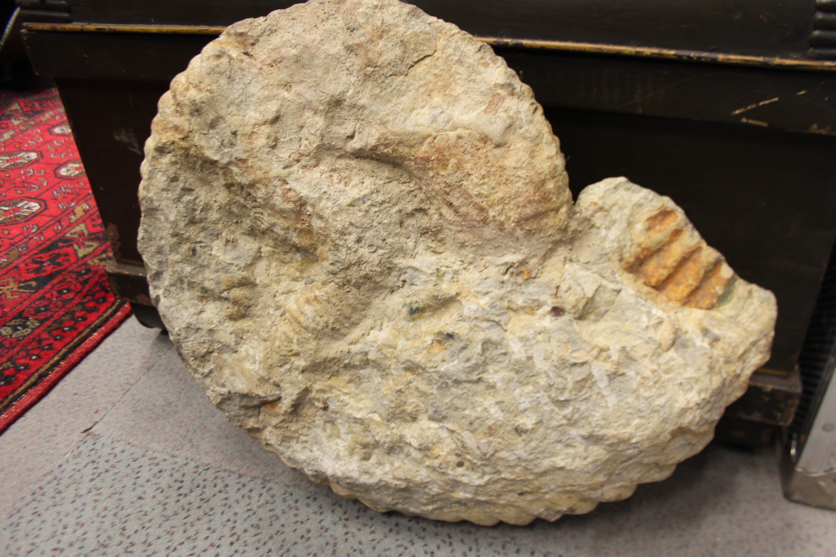 A fossilised ammonite, 18" dia - Image 2 of 7