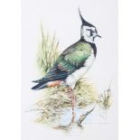 Brian C Day: watercolours, study of a lapwing, 9 1/2" x 6", in gilt frame