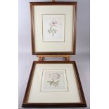 P Evans?: a pair of 18th century still life watercolours, roses, 8 1/4" x 6 1/2", in wooden strip