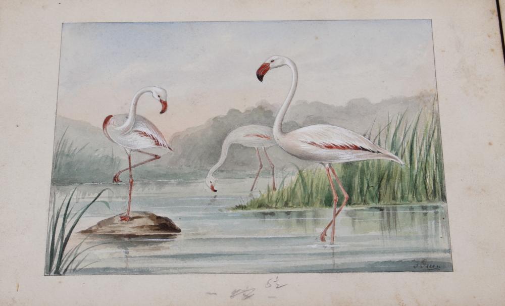 J Green: a set of eleven early 20th century watercolours of various birds and sea creatures, mounted - Image 3 of 6