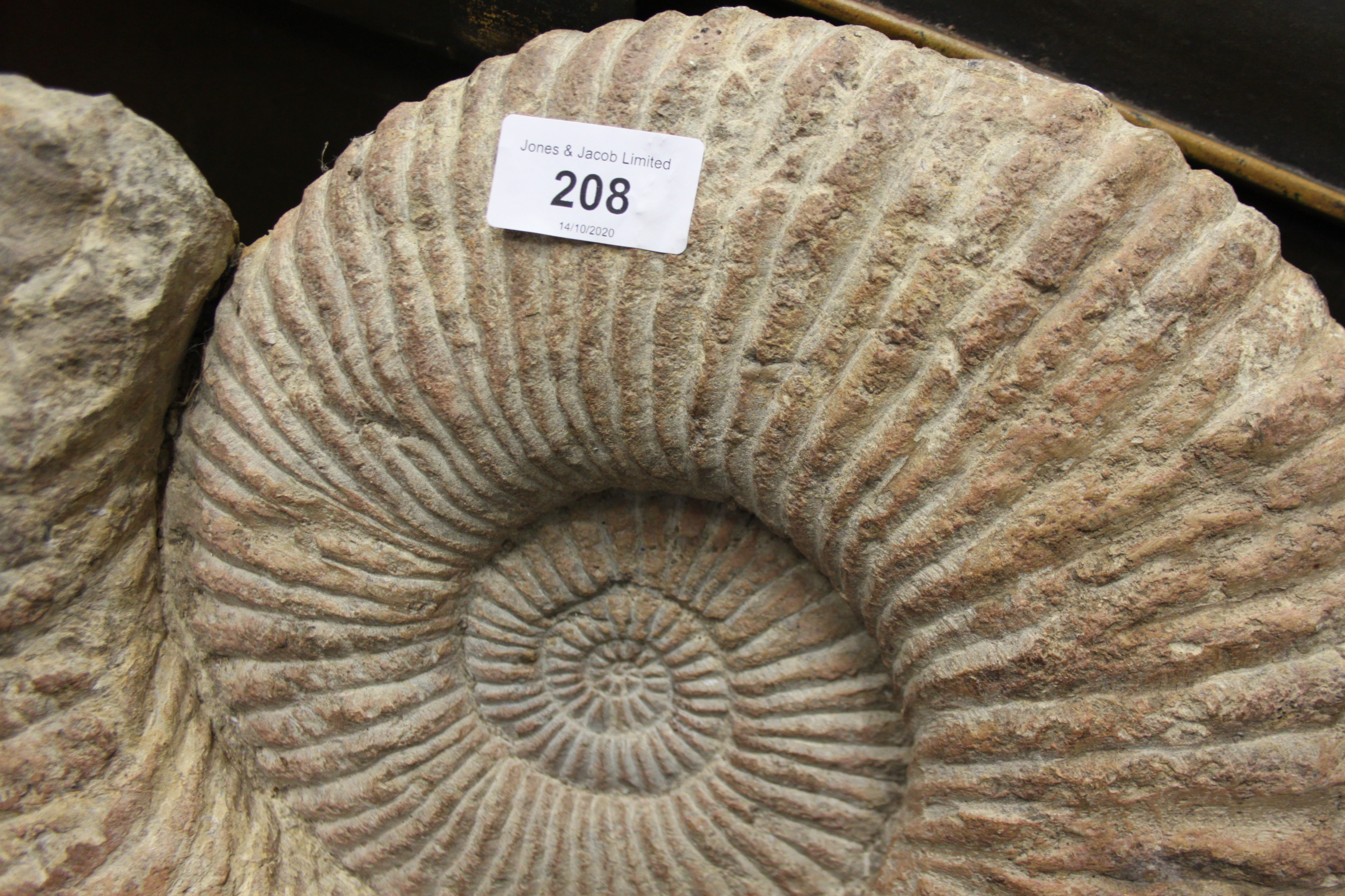 A fossilised ammonite, 18" dia - Image 7 of 7