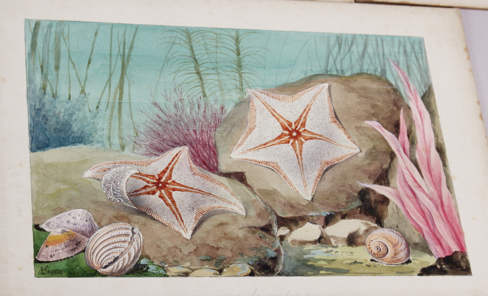 J Green: a set of eleven early 20th century watercolours of various birds and sea creatures, mounted - Image 4 of 6