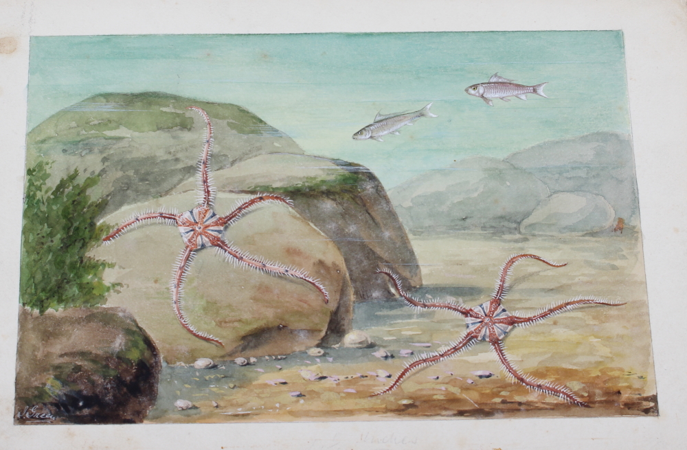 J Green: a set of eleven early 20th century watercolours of various birds and sea creatures, mounted - Image 2 of 6