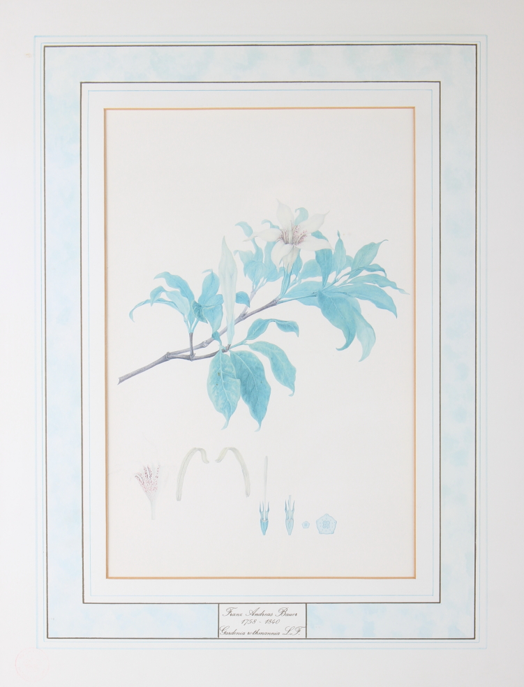 A set of four limited edition botanical prints after Bauer, in burr frames - Image 4 of 4
