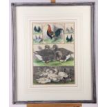 A pair of hand-coloured prints of ducks and chickens, in grey strip frames