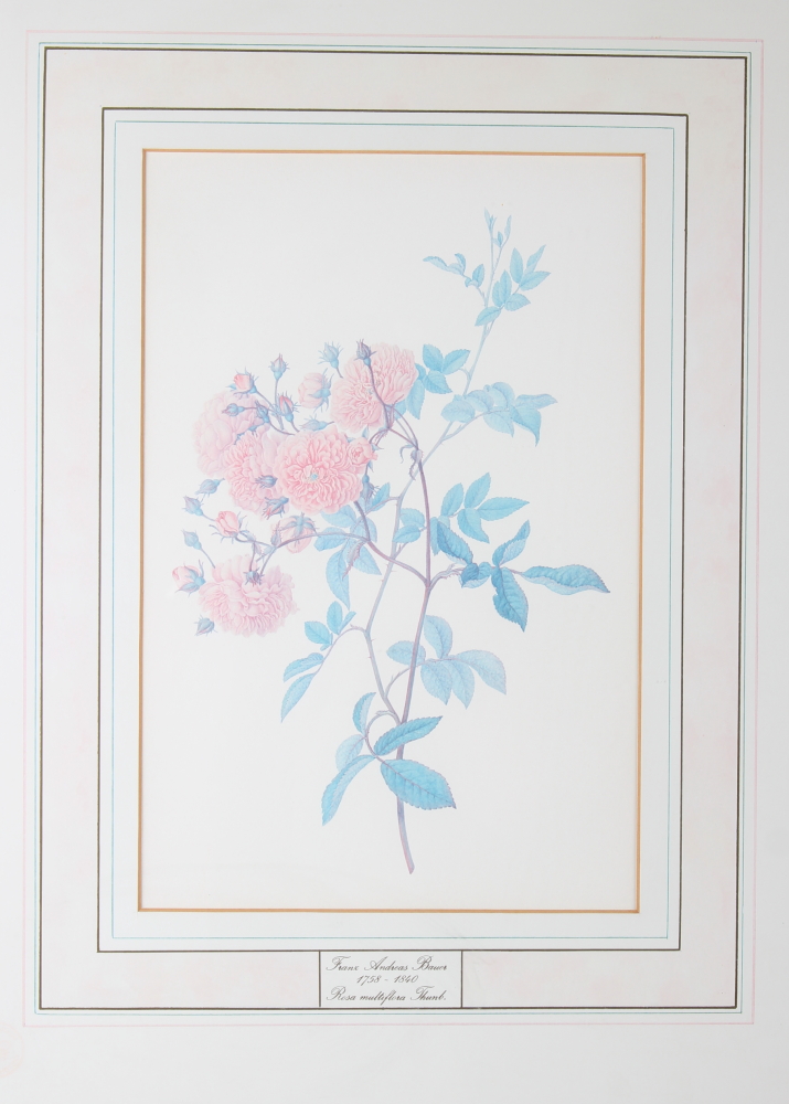 A set of four limited edition botanical prints after Bauer, in burr frames - Image 2 of 4