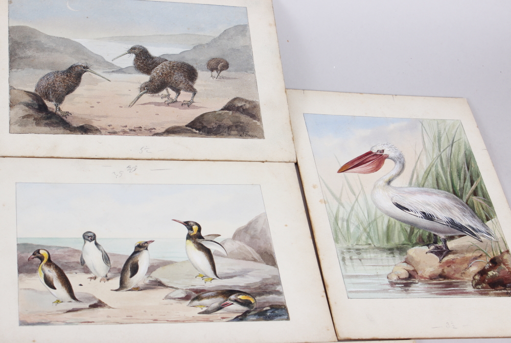J Green: a set of eleven early 20th century watercolours of various birds and sea creatures, mounted - Image 5 of 6