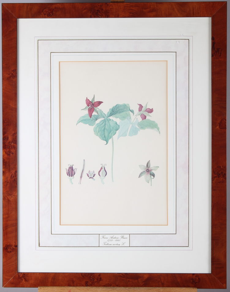 A set of four limited edition botanical prints after Bauer, in burr frames