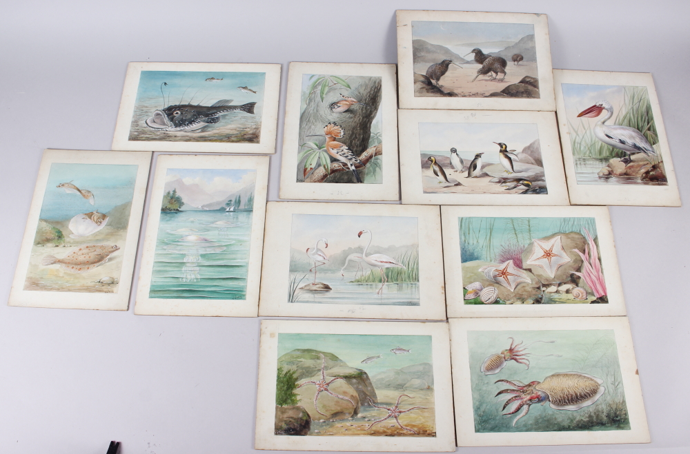 J Green: a set of eleven early 20th century watercolours of various birds and sea creatures, mounted