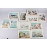 J Green: a set of eleven early 20th century watercolours of various birds and sea creatures, mounted