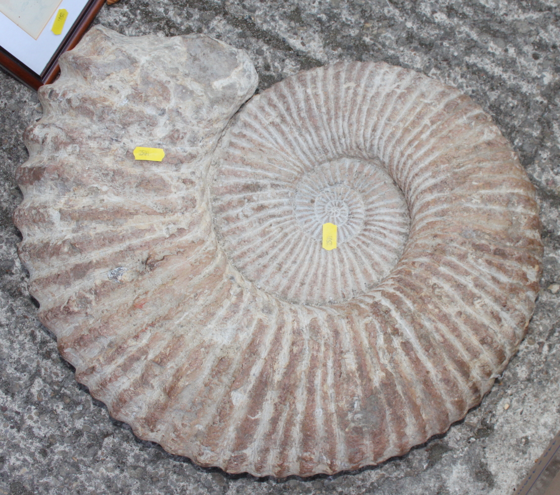 A fossilised ammonite, 18" dia