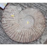 A fossilised ammonite, 18" dia