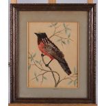 A late 19th century feather collage of a red breasted bird, 8 1/2" x 6 3/4", in gilt frame