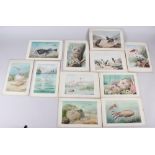 J Green: a set of eleven early 20th century watercolours of various birds and sea creatures, mounted