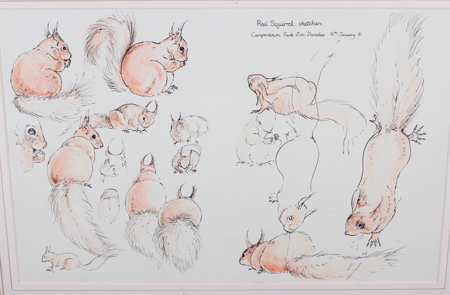 Keith Brockie, two watercolour sketches, "Stag Hunting in the Highlands" and "Red Squirrel - Image 10 of 12