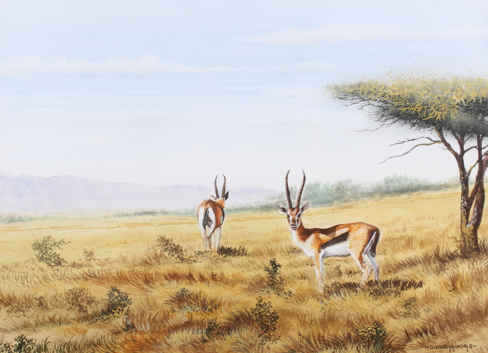 Daniel Njoroge: a pair of watercolours, African plains, impala and rhinoceros, 10 1/2" x 14", in - Image 3 of 5