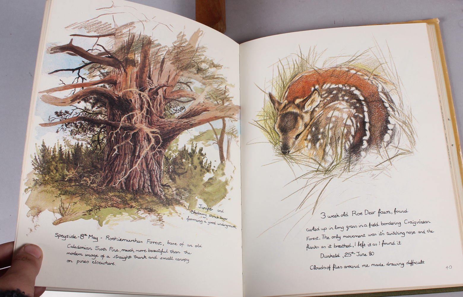 Keith Brockie, two watercolour sketches, "Stag Hunting in the Highlands" and "Red Squirrel - Image 7 of 12