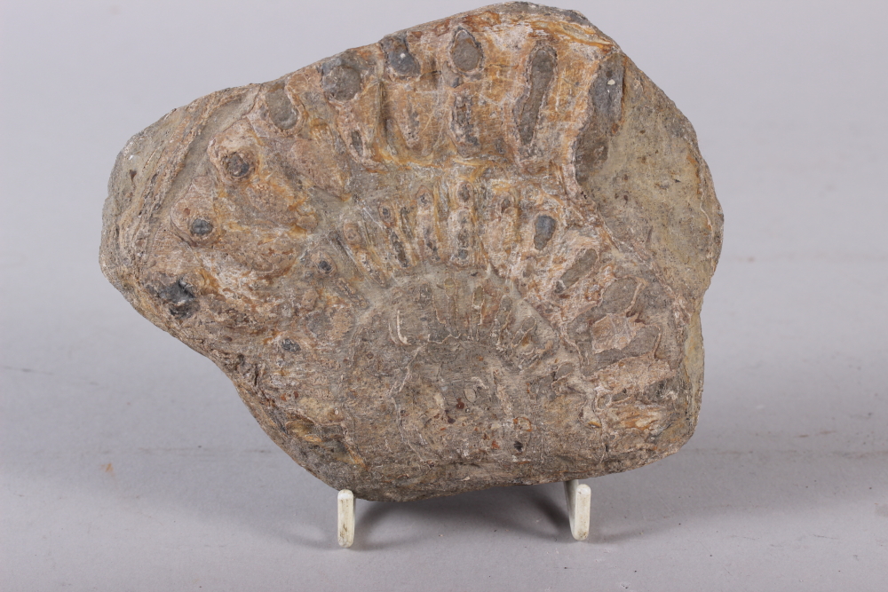 Two fossil vertebrae, a fossil shark's tooth, two fossil sea urchins, three trilobites, a piece of - Image 11 of 11