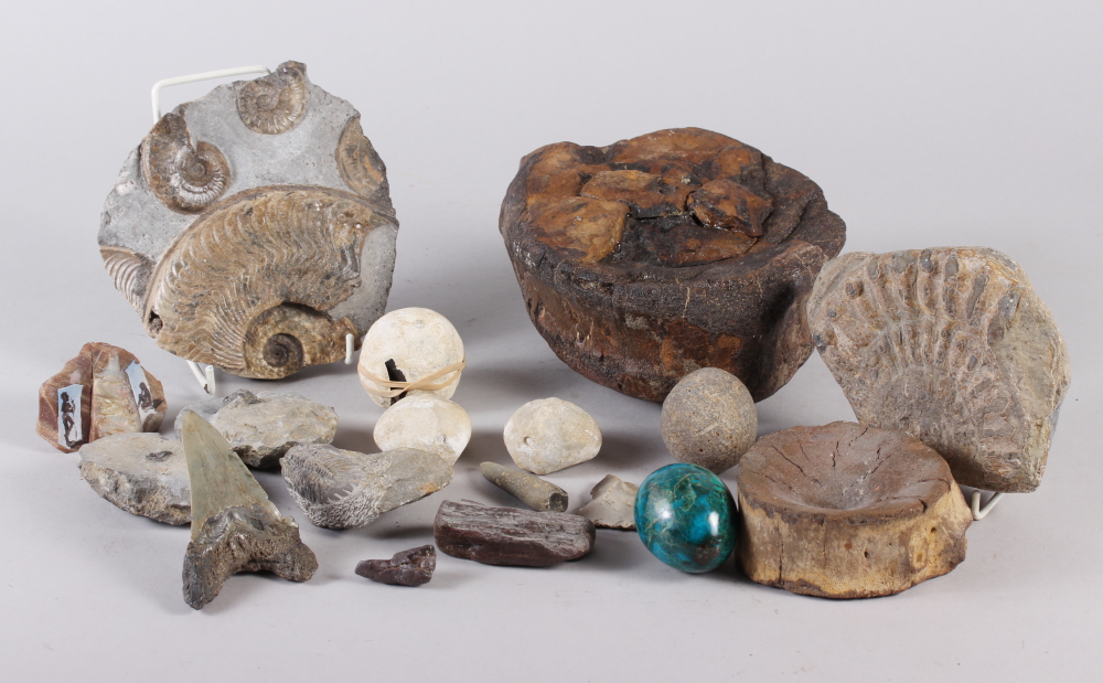 Two fossil vertebrae, a fossil shark's tooth, two fossil sea urchins, three trilobites, a piece of