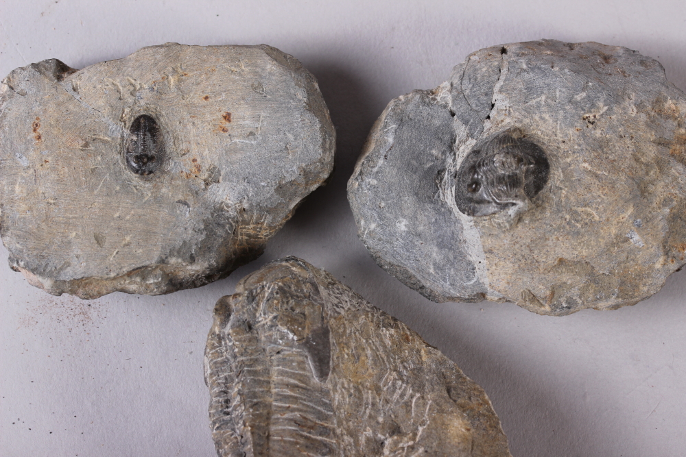 Two fossil vertebrae, a fossil shark's tooth, two fossil sea urchins, three trilobites, a piece of - Image 4 of 11