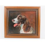Oil on canvas; study of a Springer Spaniel, signed lower right Alan Wakeman 1996, 24 x 29cm.
