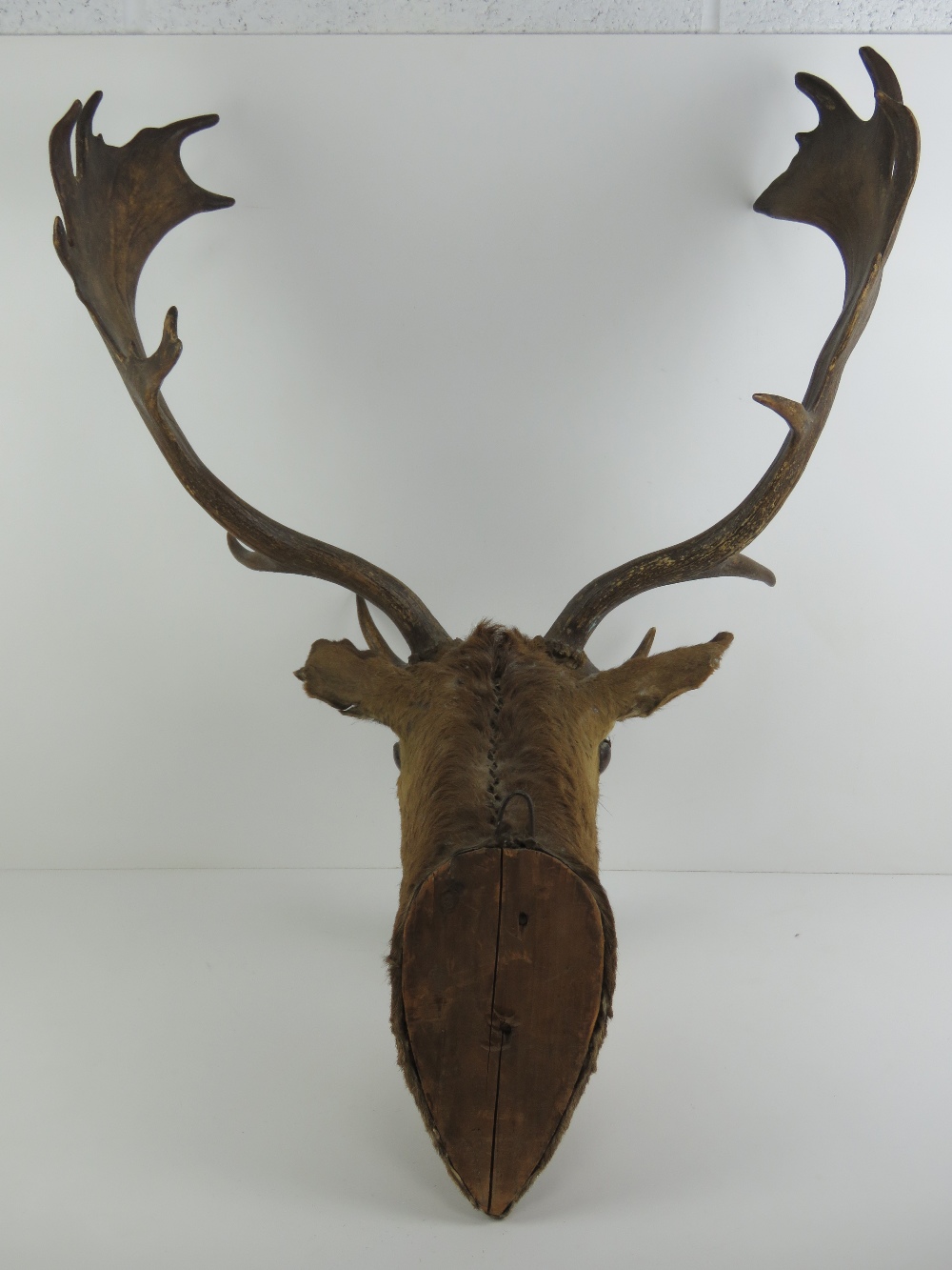 Taxidermy: a Fallow Deer stags head with twelve point antlers, - Image 4 of 5