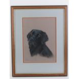 Paul West, 20th century pastel, a black Labrador gun dog, signed lower left and labelled verso,