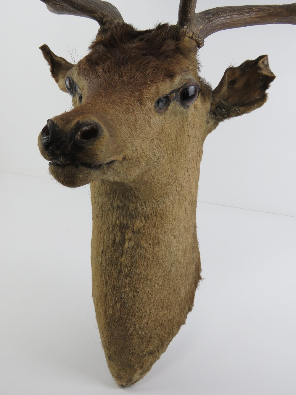 Taxidermy: a Fallow Deer stags head with twelve point antlers, - Image 3 of 5