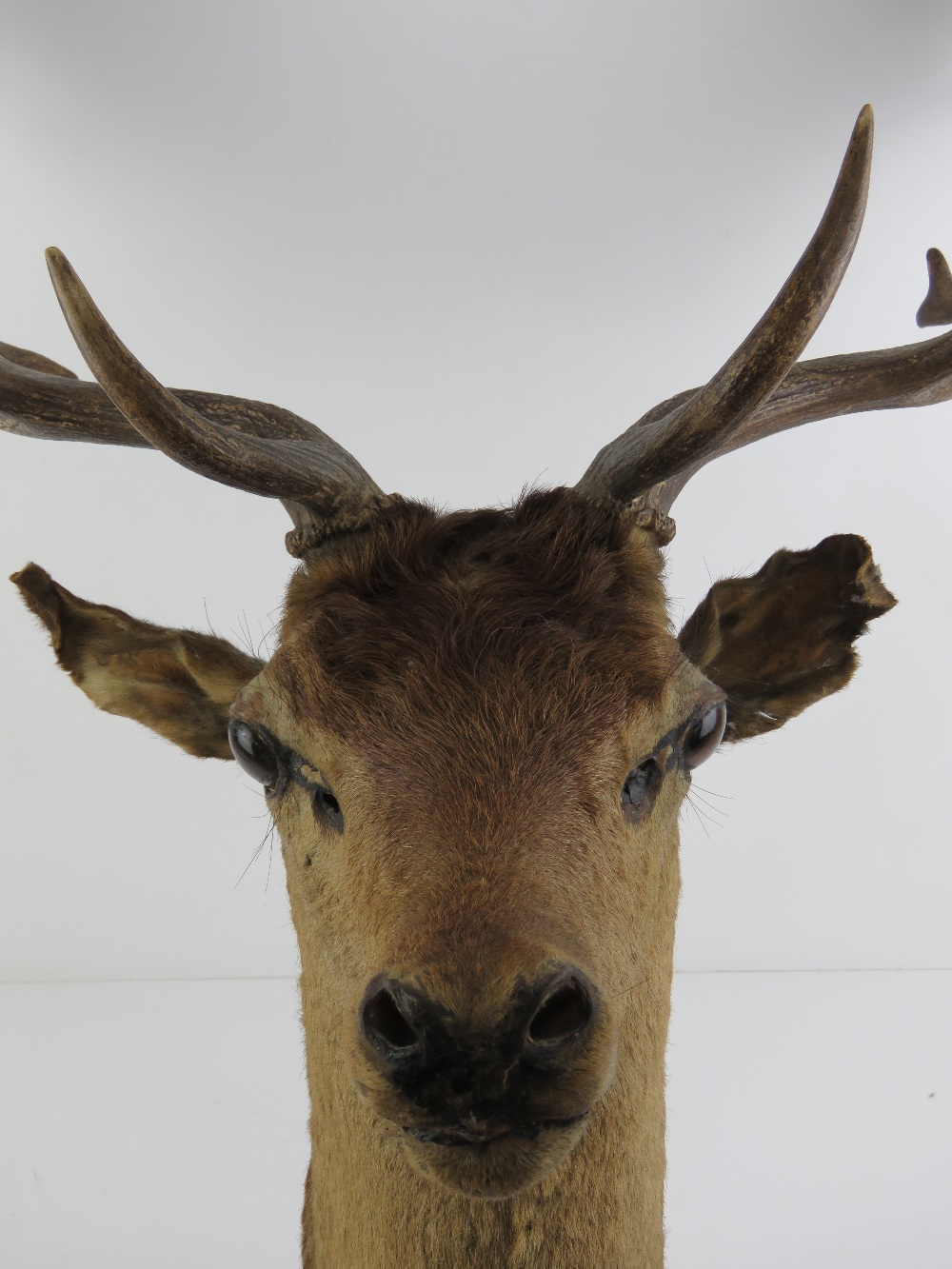 Taxidermy: a Fallow Deer stags head with twelve point antlers, - Image 5 of 5