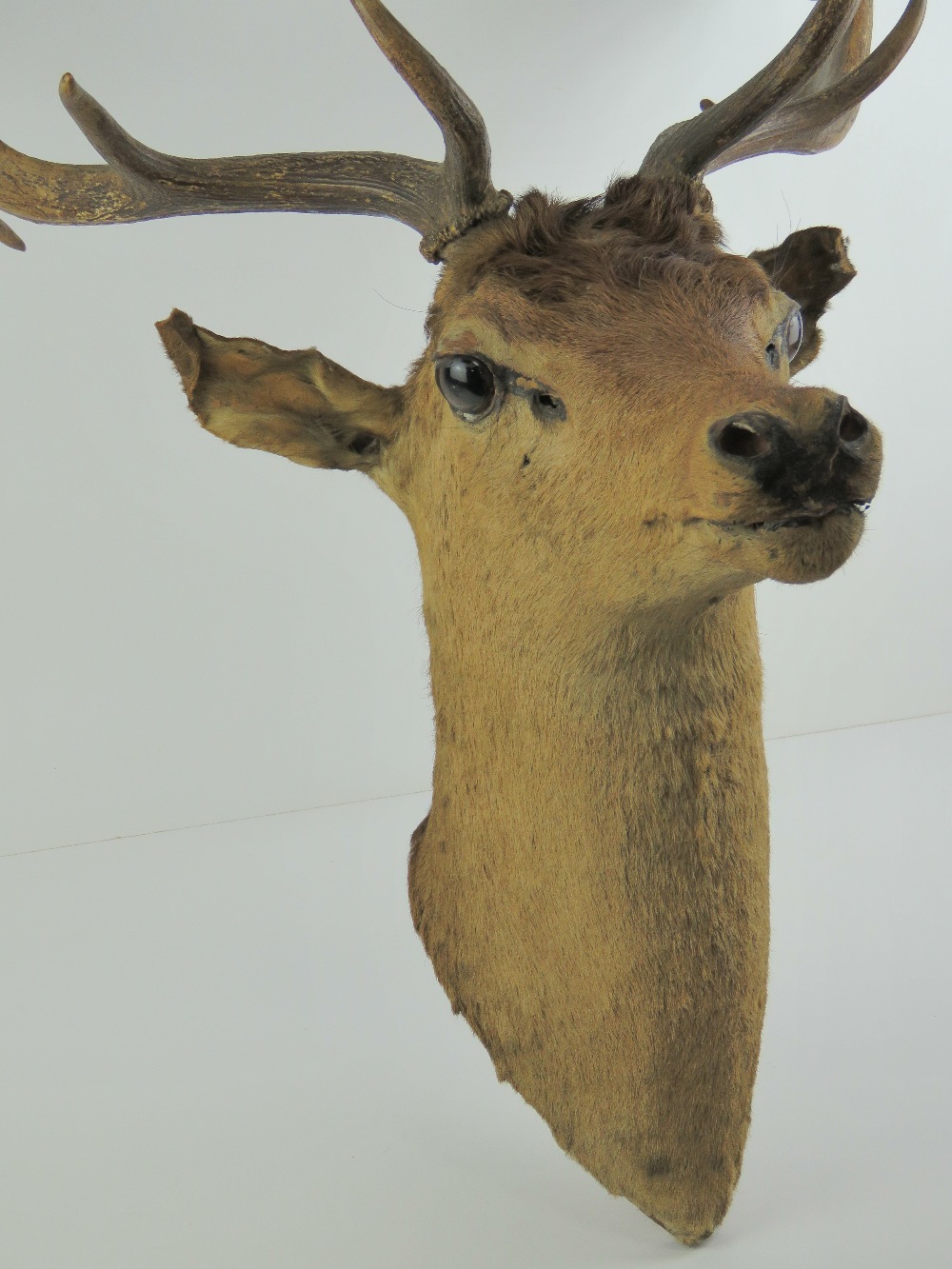 Taxidermy: a Fallow Deer stags head with twelve point antlers, - Image 2 of 5