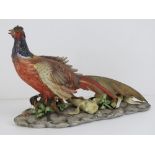 Capodimonte: a signed limited edition (895/1000) hand painted cock pheasant eating maize, 16" ( 40.