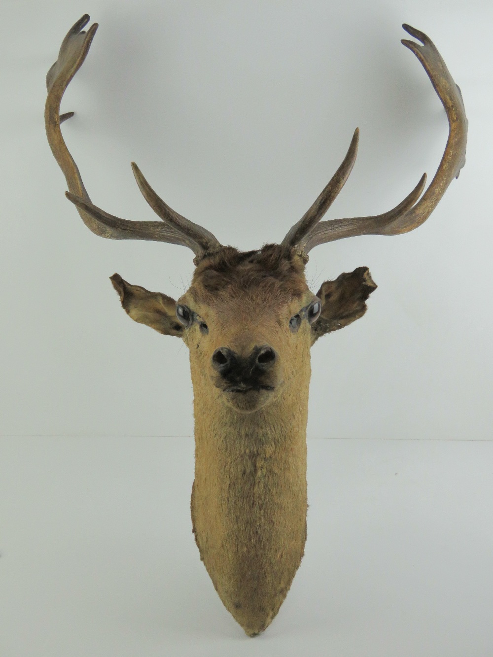 Taxidermy: a Fallow Deer stags head with twelve point antlers,