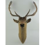 Taxidermy: a Fallow Deer stags head with twelve point antlers,