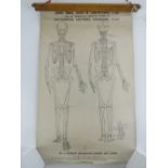 A set of twelve anatomical or medical teaching diagrams on the skeleton, musculature,