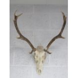 Taxidermy; a stag skull having five point antlers, approx 80cm in length.
