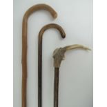 Three walking sticks, one having antler