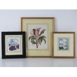 Three watercolour studys by Julia Griffith Jones, African Violets 10 x 9cm, Bearded Iris 12 x 11cm,