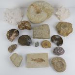 A small collection of fossils inc Ammonites ranging in size from 24cm down to 7cm.