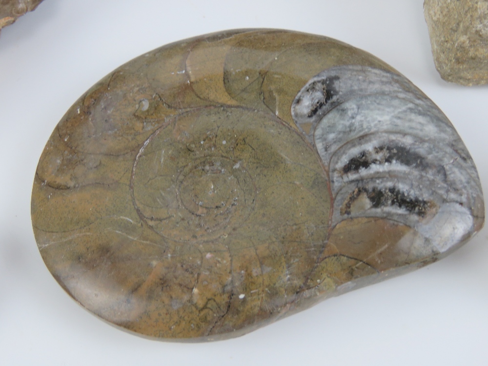 A small collection of fossils inc Ammonites ranging in size from 24cm down to 7cm. - Image 5 of 6