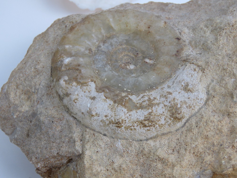 A small collection of fossils inc Ammonites ranging in size from 24cm down to 7cm. - Image 4 of 6
