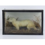 A vintage taxidermy Stoat in winter clothing, presented in a naturalized setting within glazed case,