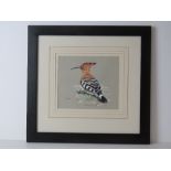 Watercolour; study of a bird entitled Hoopoe by Ashley R Bow, 17 x 19cm.