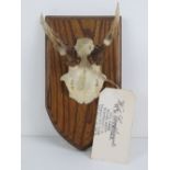 A shield mounted Muntjac deer skull frag