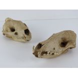 One juvenile fox skull, one badger skull