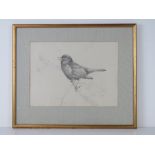 Pencil sketch; Blackbird upon a branch,