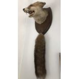 A fine taxidermy fox mask and brush. Shield mounted with brush under.