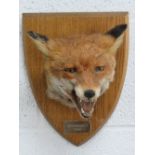 A good shield mounted taxidermy fox mask marked Tipperary 1986.