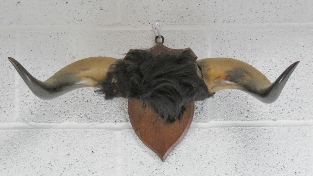 The Royal Antediluvian Order of Buffaloes (RAOB); a mounted pair of buffalo horns, 60.