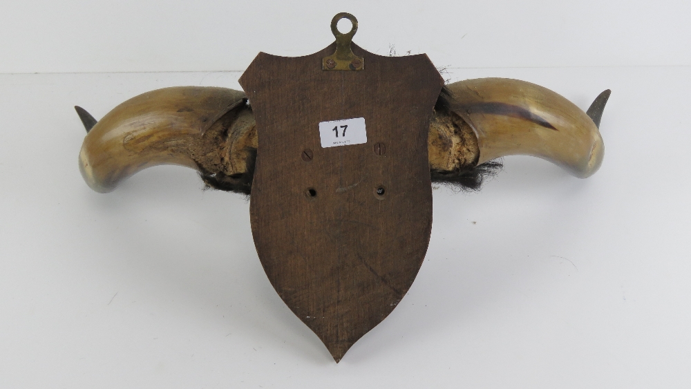 The Royal Antediluvian Order of Buffaloes (RAOB); a mounted pair of buffalo horns, 60. - Image 2 of 2