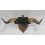 The Royal Antediluvian Order of Buffaloes (RAOB); a mounted pair of buffalo horns, 60.